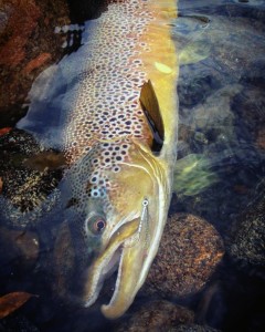 wild bron trout