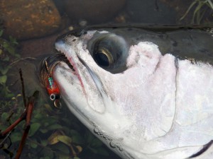 Rainbow trout patagonia argentina